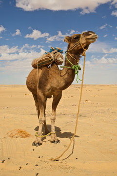 Camel in the Sahara
