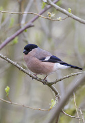Female Bullfinch (Pyrrhula-pyrrhula)