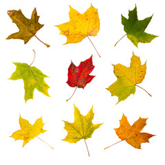 Set of autumn maple leaves, isolated on white background.