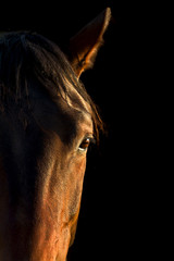 horse eye close up