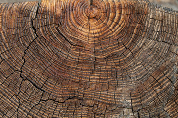 Fototapeta premium Old wood background