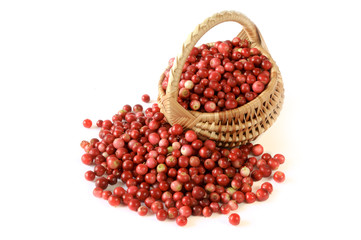 red bilberries with punnet
