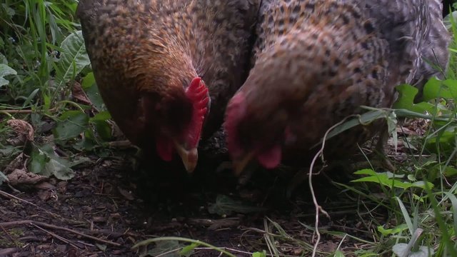 Bielefelder Nennh&uuml;hner beim picken im freien