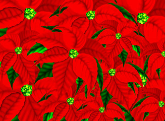 Poinsettia Flowers Pattern Background for Christmas.