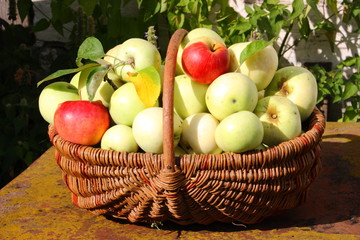 Basket of apples