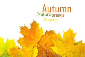 autumn leafs