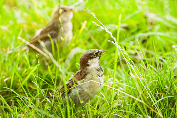 House sparrows or Passer domesticus feeding