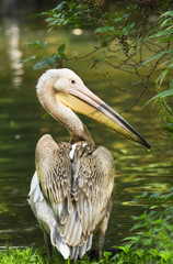 Rosy- or Great white pelican