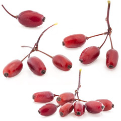 Barberry isolated on a white background