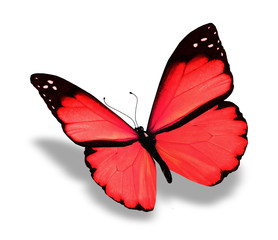 Red butterfly, isolated on white background