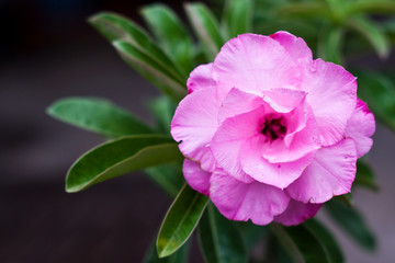 Obraz premium impala lily : Adenium obesum Balf.