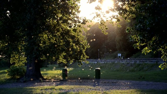 Sonnenstrahlen Insekten