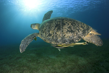 Fototapeta premium Green Sea Turtle with Remora Fish and sunburst