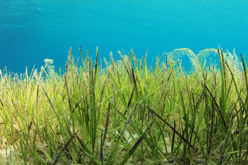 Underwater Sea Grass © Richard Carey