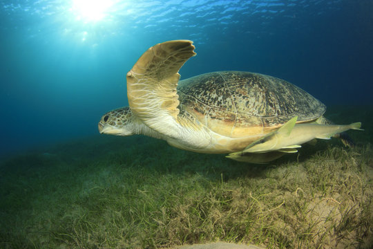 Green Sea Turtle with Remora Fish and sunburst