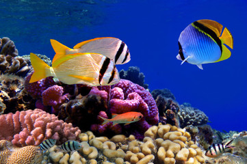 Naklejka na ściany i meble Tropical Fish na Rafie Koralowej
