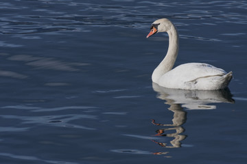 male swan in water