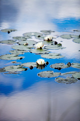 European white waterlily