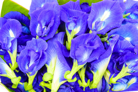 Clitoria ternatea known as the Butterfly Pea Flower.