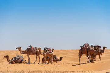 Kamele in der Sahara