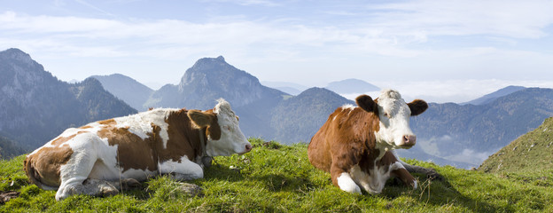 kühe in den bayrischen alpen mit breitenstein im hintergrund