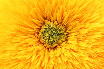 yellow flower background