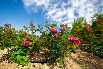 Rosebush in the rose plantation