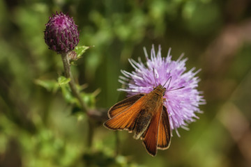 European Skipper on Thistle