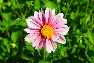Obraz premium pink dahlia flower with yellow center over green grass