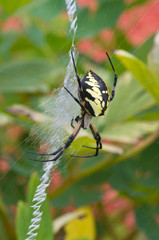 Garden Spider