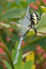 Garden Spider