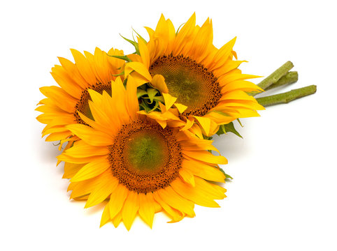 bouquet of sunflowers isolated on white background