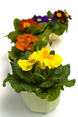 Primula