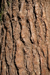 Fototapeta premium Tree bark