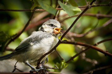 Baby blue tit