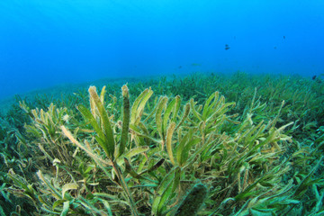 Fototapeta na wymiar Underwater Sea Grass