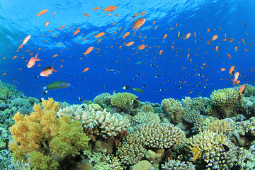 Naklejka na ściany i meble Beautiful Coral Reef with Tropical Fish