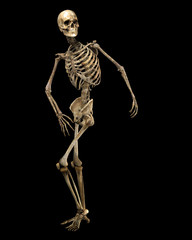 poised skeleton