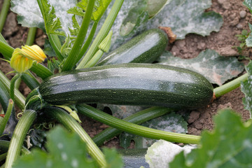 zucchini