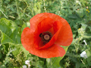 Single poppy flower closeup