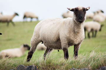 Obraz premium Suffolk Schaf