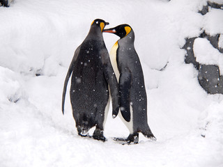 Obraz premium Couple of lovely King Penguins, Hokkaido, Japan