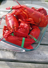 Freshly Cooked Lobster