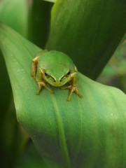 アマガエル