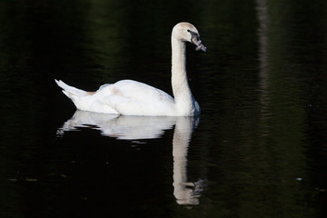 swan with reflection against a black background