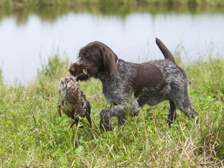 German Wirehaired Pointer with a duck
