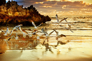 Fototapeta na wymiar Two Rocks Sunset - Perth Australia