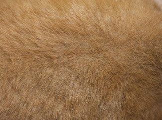 Fur texture