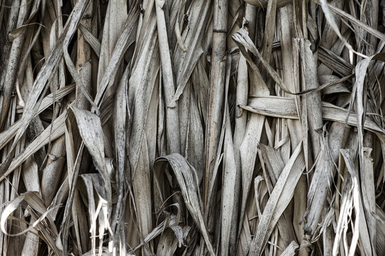 Dry grass texture
