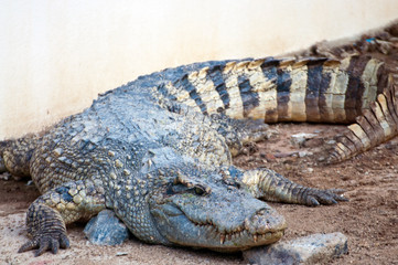 A fresh water crocodile